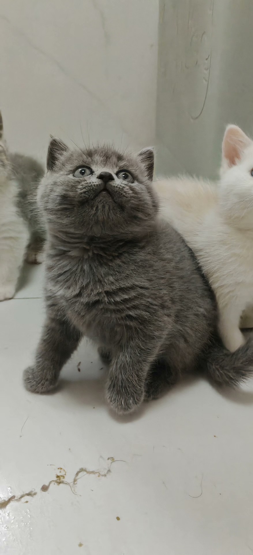 英短蓝猫 大包子脸 活泼可爱 性格好